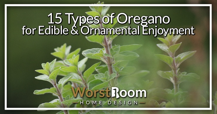 types of oregano