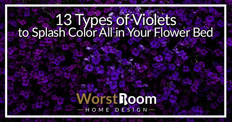 types of violets