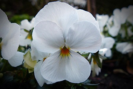 white perfection violets