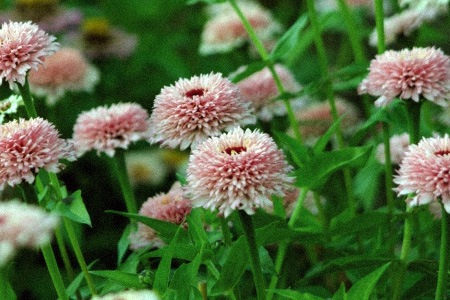 zinderella lilac zinnia