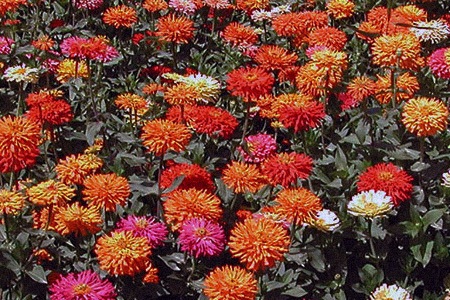 zinnia cactus flower mix are unique types of zinnias with its shape