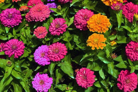 zinnia california giant mix