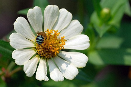 zinnia crystal white