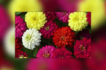 zinnia double zahara mix