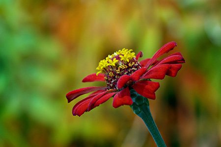 some zinnia types like zinnia red spider are very small and delicate