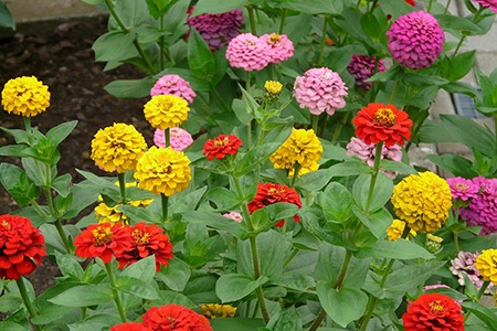 zinnia sprite mix are easy to grow zinnia varieties