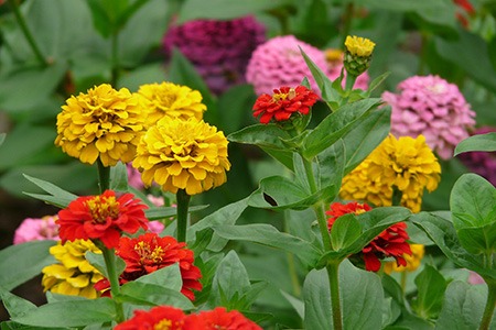 zinnia 'state fair mix'