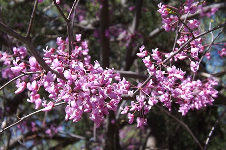 ace of hearts redbud trees