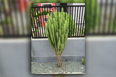 african milk tree are house cactus types that can grow from 1-2ft a year