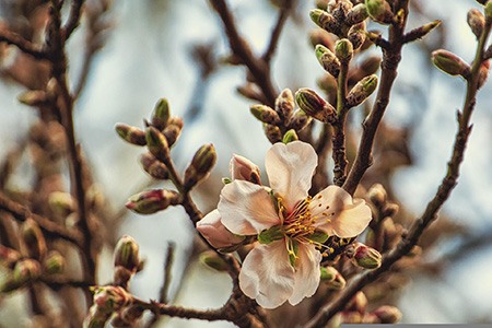 some types of fruit trees, like almond tree, are self-fertile; meaning, you only need one