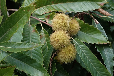 american chestnut tree is considered as the finest types of chestnut