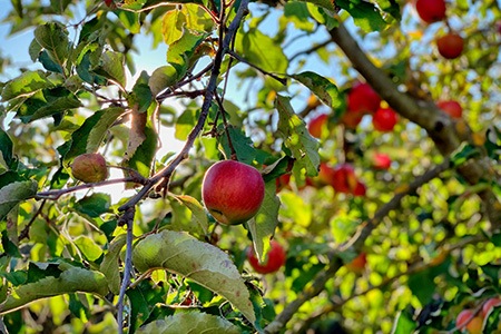 there are many fruit tree varieties and apple tree is one of the most popular of them