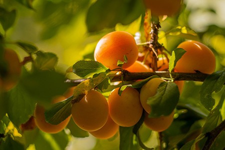 apricot tree