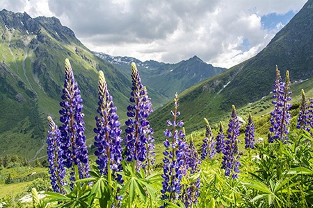 arctic lupine