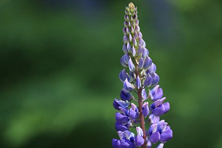 arroyo lupine