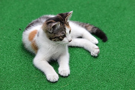 some types of artificial grass are perfect as an artificial grass for pet yards