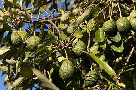 avocado tree