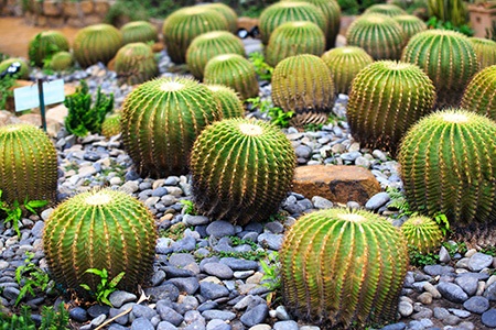 barrel cactus are indoor cactus plants that require a bright sunny spot to grow