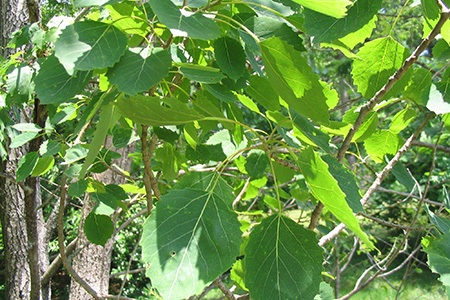 some different types of aspen trees, like bigtooth aspen tree, are native to relatively small areas like north-central america and southeastern canada