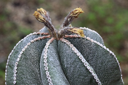 bishop's cap cactus is famous cactus types of indoors with its heart-shaped and serrated leaves