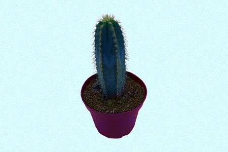 blue columnar cactus is one of the most beautiful-looking types of house cactus with its blue-green body