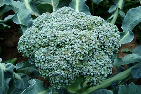 some broccoli varieties are named after their color and blue wind broccoli is one of them