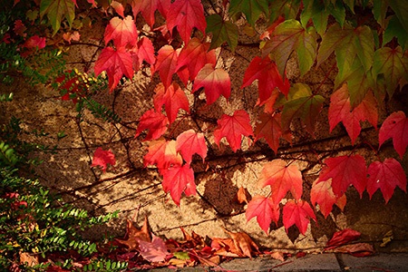 boston ivy