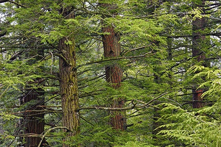 carolina hemlock tree