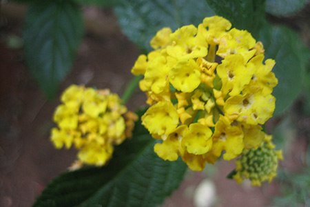 chapel hill yellow lantana