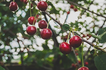 if you are looking for different types of fruit trees that are smaller than the average, cherry tree would be perfect to grow