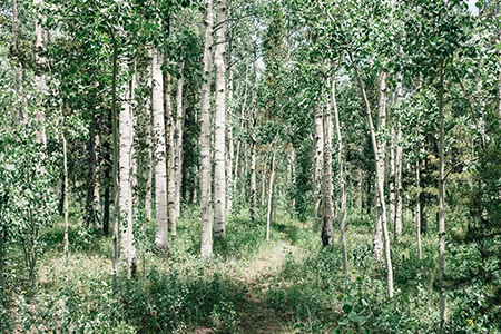 chinese aspen tree is different that other aspen tree varieties with its smoother and egg-shaped aspen leaves