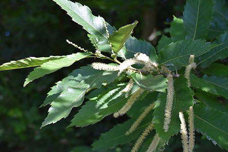 some chestnut types' nuts are famous for recipes and chinese chestnut tree is one of them
