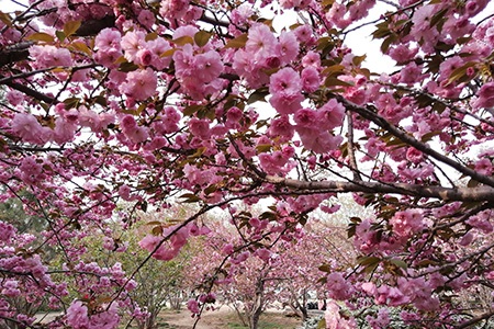 chinese redbud trees are famous types of redbud trees with their gorgeous pink and purple flowers