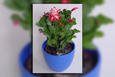 christmas cactus is one of the most aesthetic types of cacti indoors