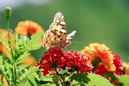 if you want to grow large types of lantana flowers, you can try to grow dallas red lantana