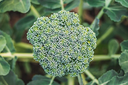 if you wonder whether there are italian kinds of broccoli, the answer is de cicco heirloom broccoli