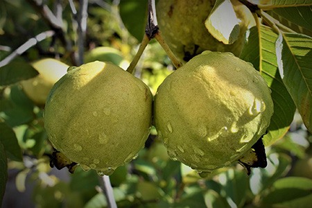 detwiler guava is considered to be a common varieties of guava