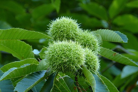 there are also small chestnut tree types and they are called dwarf chestnut tree