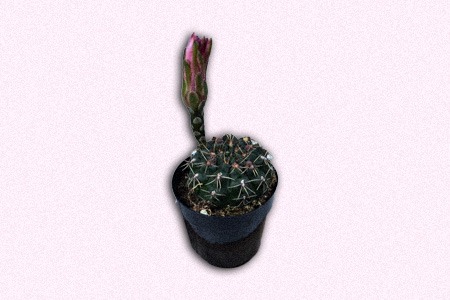 dwarf chin cactus