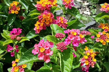 dwarf lantana