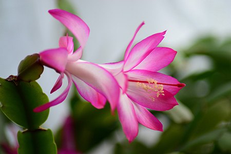 easter cactus