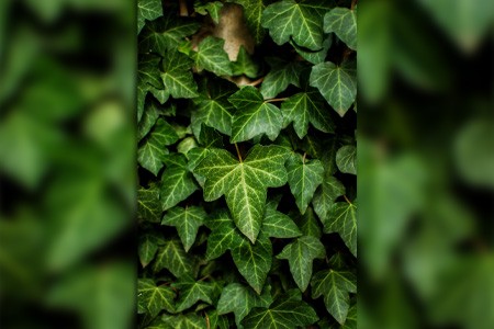 english ivy is one of the most common ivy kinds all over the world