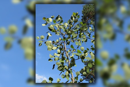 european aspen tree is famous aspen tree species all over the world since it has spread globally 