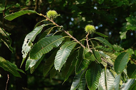 some chestnut varieties, like european chestnut tree, are generally used for their spices, nuts and wood
