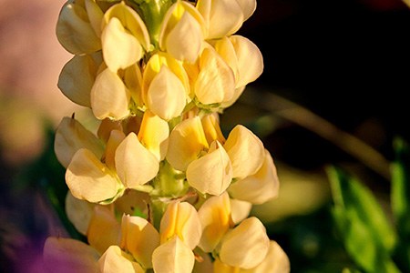some lupine varieties, like european yellow lupine, have beautiful yellow flower