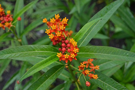 some different lantana plants, like evergreen lantana, is always active