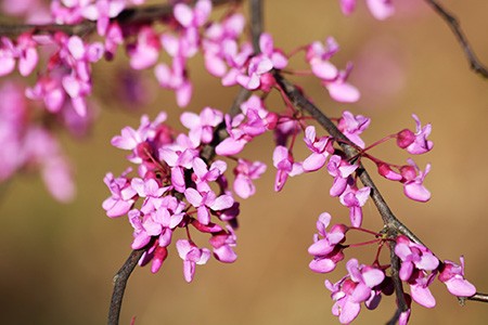 forest pansy redbud trees are extremely beautiful varieties of redbud trees with its multiple stems that produce pink flowers