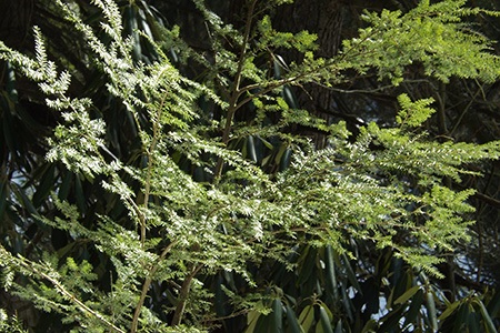 forrest's hemlock tree