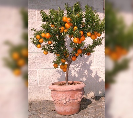 fruit tree in container