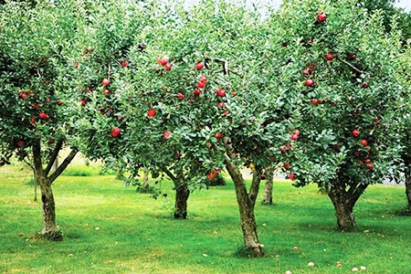 fruit trees planted too close together